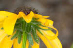 Missouri orange coneflower